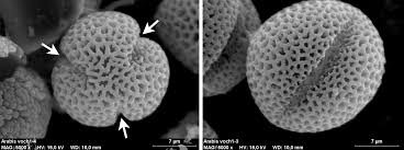 <p>Dicots: with 3 apertures / furrows </p><p>Monocots: with only 1 aperture / furrow</p>
