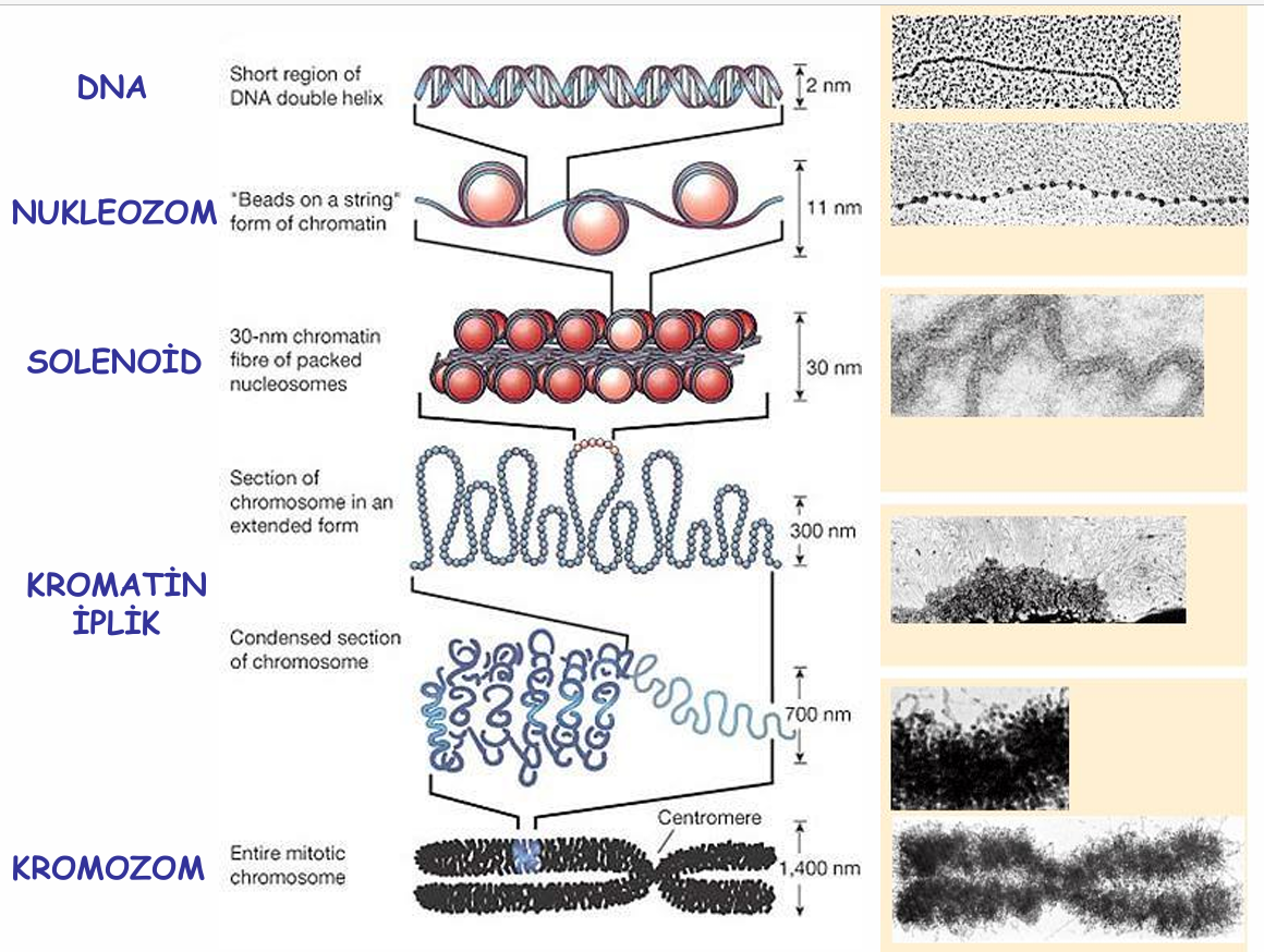 <p>Büyük bir DNA molekülü, proteinlerle çevrili, çok sayıda gen taşır.</p><img src="https://knowt-user-attachments.s3.amazonaws.com/ac336bd2-133f-4be5-b094-502d94418ad7.png" data-width="100%" data-align="center" alt="knowt flashcard image"><img src="https://knowt-user-attachments.s3.amazonaws.com/5add7853-8de5-458b-b6f6-bcc5d315ea6f.png" data-width="100%" data-align="center" alt="knowt flashcard image"><p></p>
