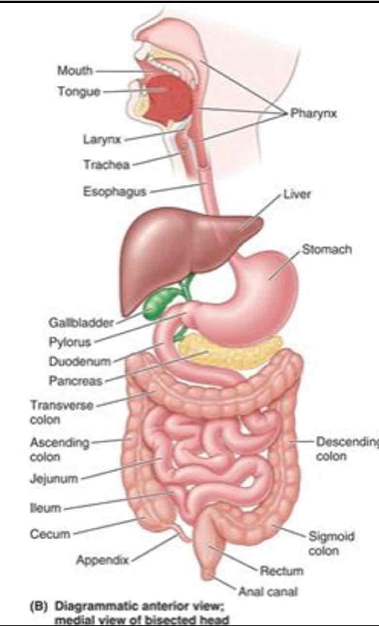 <p>1. Mouth: teeth, tongue, salivary glands form bolus<br>2. Oropharynx: after being swallowed epiglottis closes over trachea<br>3. Esophagus<br>4. Stomach<br>5. Small intestine: Duodenum —&gt; Jejunum —&gt; Ileum<br>6. Large intestine: Cecum —&gt; Ascending Colon —&gt; Transverse Colon —&gt; Descending Colon —&gt; Sigmoid Colon<br>7. Rectum<br>8. Anal canal</p>