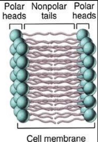 <p>it’s a <span style="color: blue"><strong>CHARGED PARTICLE ( + POLAR )</strong></span><br>which <span style="color: red"><strong>can’t go through phospholipid bilayer ( +  NON-POLAR )</strong></span></p>