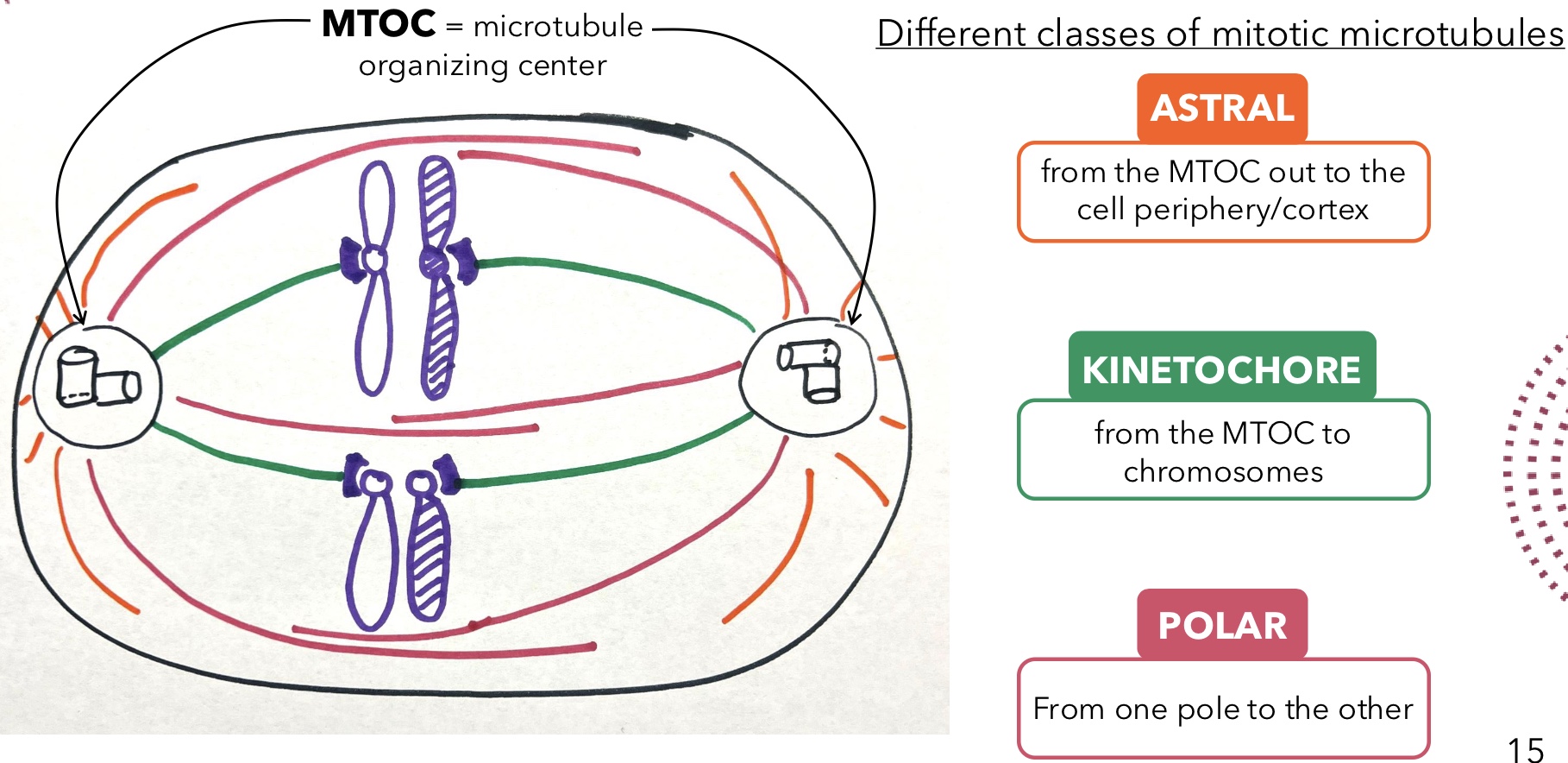 <p>Mitotic microtubules that extend from the MTOC to chromosomes</p>
