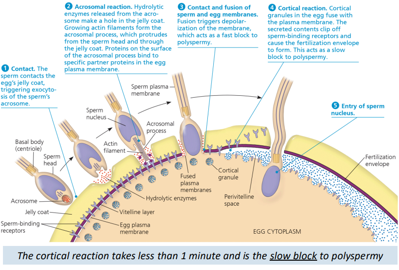 <ol><li><p>Binding of sperm to the egg activates a signal transduction pathway that triggers the release of Ca2+ into the cytosol from the ER</p></li><li><p>Calcium diffuses throughout the cell</p></li><li><p>Cortical granules in the egg fuse with the plasma membrane</p></li><li><p>The contents of the cortical granules clip off spermbinding receptors and the fertilization envelope forms</p></li></ol><p></p>