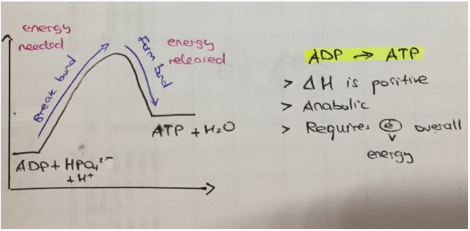 <p><em><span>absorb energy (enter).</span></em><span> Usually anabolic, ((building up), as energy is required to synthesise bonds between molecules). Usually occurs when the </span><strong><span>reactants (i.e., ADP + Pi) </span></strong><span>contain less energy than the </span><strong><span>products (i.e., ATP). </span></strong><span>For example (see image), as bonds are broken (until the hump), the amount of free energy increases, as breaking bonds releases energy. As bonds form, the amount of free energy decreases. However, the free energy does not decrease more than the initial amount, meaning the total free energy increased. This means energy was absorbed (can be broken for future use).</span></p>