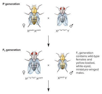 <p>Fill in the blank…</p><p>Morgan observed that in his F<sub>2</sub> generation, there was a higher proportion of combinations of traits found in the ( ) generation (parents). He reasoned that all three genes must be located on the ( ) chromosome and are transmitted together as a unit. To explain the recombinant types, Morgan proposed crossing over between the ( ) X chromosomes and guessed that it did not occur between the X and Y chromosome since the traits were ( ) and the Y chromosome did not contain the three genes.</p>