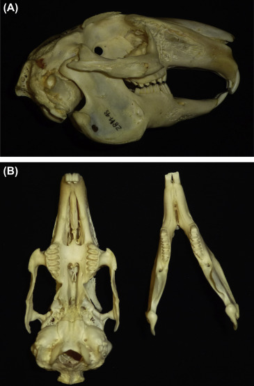 <p>American pika</p><p>2/1 incisors, peg-like second upper incisor</p><p>no supraorbital process</p>