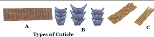 <p><span>Identify the type of cuticle labelled as B commonly found in rodents and bats</span></p>