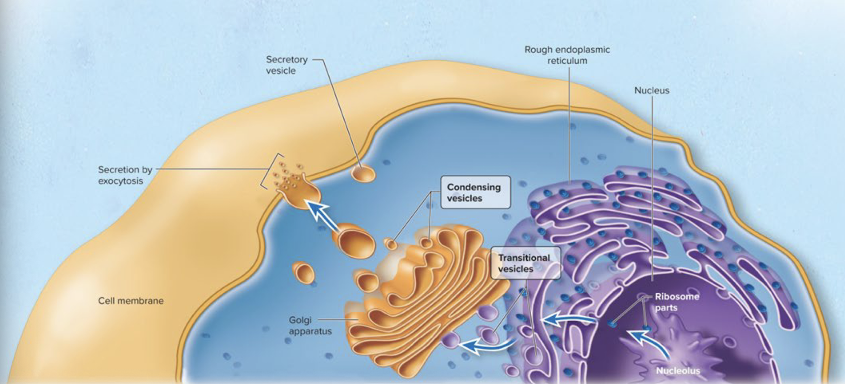 <p>NO! nucleus → endoplasmic reticulum → golgi apparatus</p><ol><li><p>a segment of DNA containing the instructions for producing a protein is copied into RNA and this RNA transcript is passed out through the nuclear pores directly to the ribosomes on the endoplasmic reticulum</p></li><li><p>specific proteins on the RER are deposited in the lumen and transported to the golgi appratus</p></li><li><p>proteins in the golgi appratus are chemically modified and packages into vesicles to be used by the cell</p></li></ol><p></p>