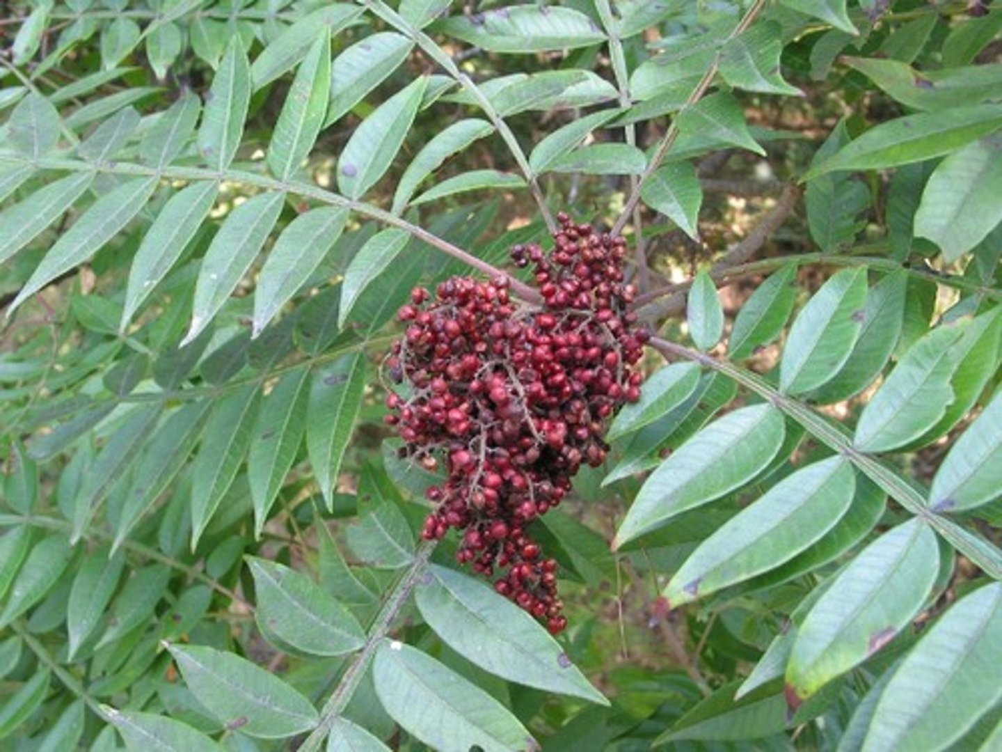 <ul><li><p>Type: Pinnately Compound</p></li><li><p>Arrangement: Alternate</p></li><li><p>Venation: Pinnate</p></li></ul><p></p>