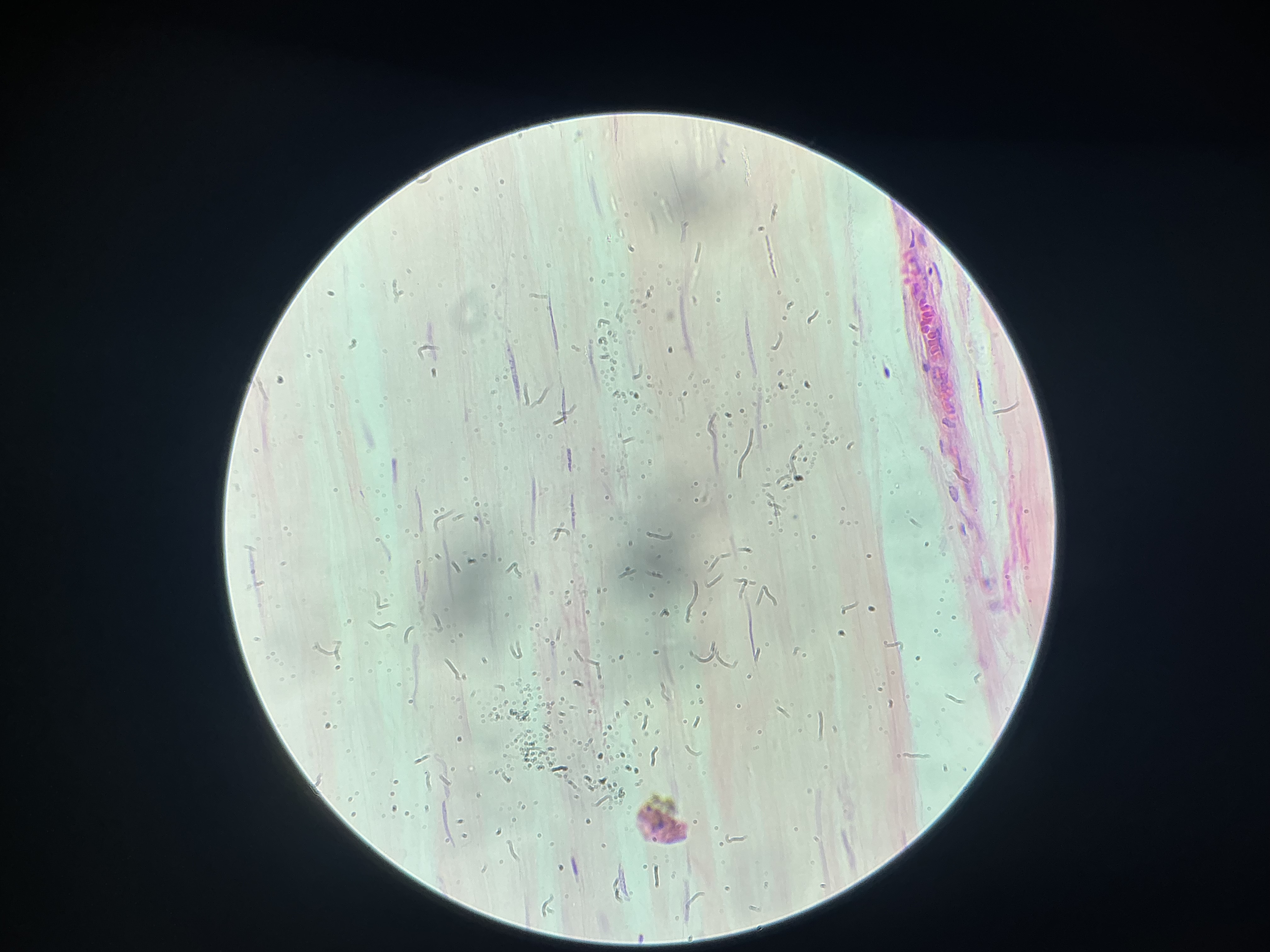 <p>what organ is this?</p>