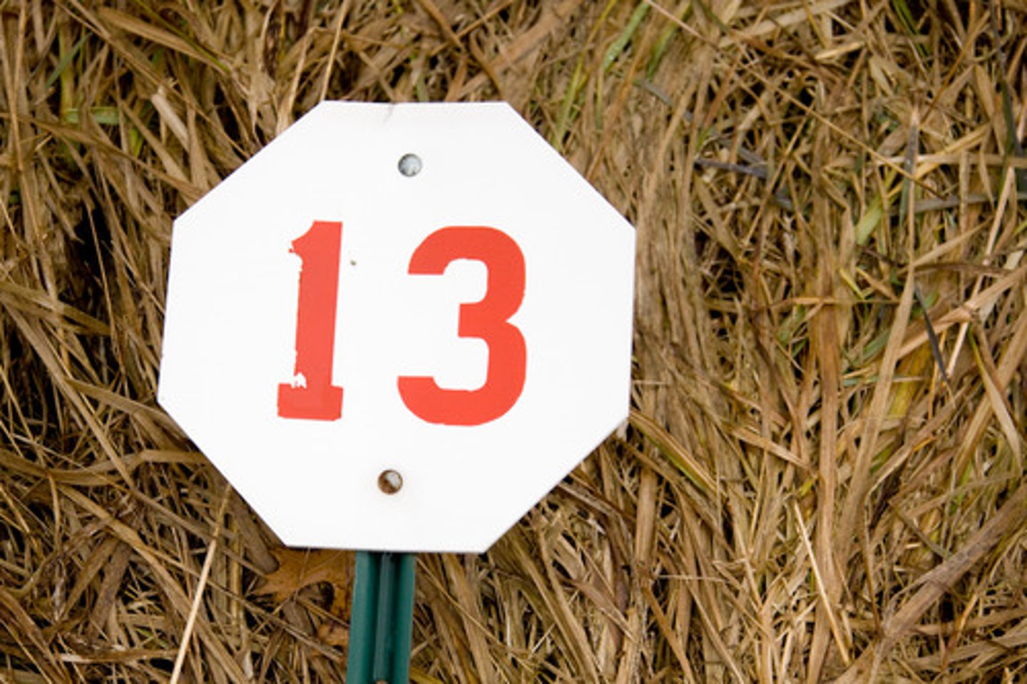<p>13</p>