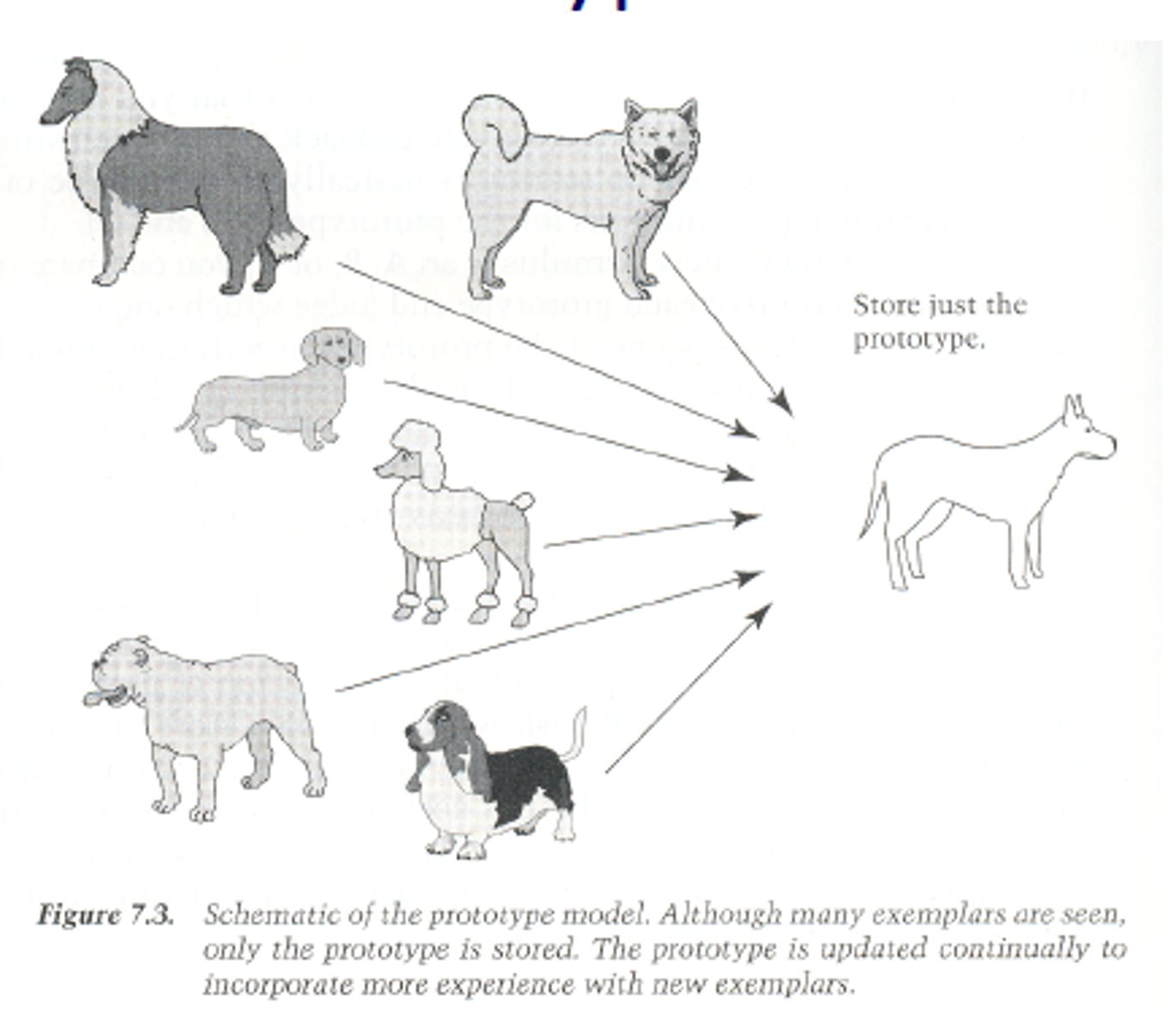 <p>The best or most typical example of a category.</p>