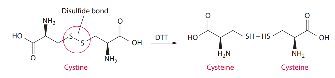 DTT reaction. The breaking of disulfide bonds in cystine residues is carried out by adding a reducing agent such as DTT.
