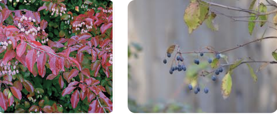 <p><em>Viburnum rufidulum</em></p><p>Adoxaceae</p>