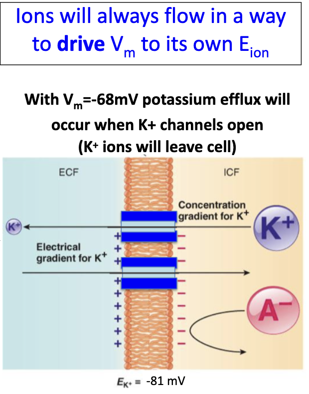 <ul><li><p>Current: I<sub>ion </sub>= g<sub>ion</sub> × (V<sub>m</sub> − E<sub>ion</sub>) → includes <strong>driving force</strong></p><ul><li><p>Depends on conductance (g) and driving force (V<sub>m</sub> − E<sub>ion</sub>)</p></li></ul></li><li><p>If V<sub>m</sub> = E<sub>ion</sub> → no net movement (i<sub>ion</sub> = 0)</p></li><li><p>Resting V<sub>m</sub>≠ E<sub>ion</sub> → driving force influences conductance of channel</p></li><li><p>Ions flow to move V<sub>m</sub> <strong>toward their </strong>E<sub>ion</sub></p></li><li><p>Example: V<sub>m</sub> = −68 mV → K+ efflux occurs when channels open because E<sub>k</sub>=-81 mV</p></li></ul><p></p>