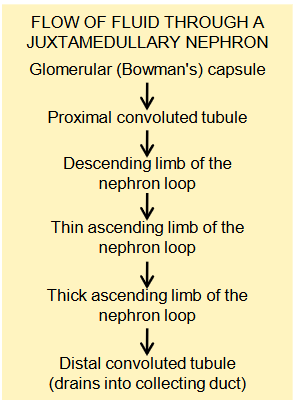 <p>goes from glomerulus to minor calyx</p>