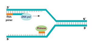 <ul><li><p>builds <strong>RNA Primers</strong> -  small pieces of RNA (a molecule similar to DNA</p></li><li><p>provides a starting point for DNA to be built - has a 3’ end, so more nucleotides can attach</p></li></ul>