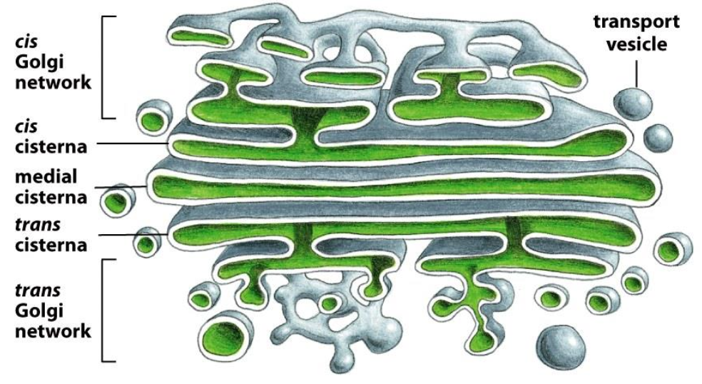 <p><span style="background-color: rgba(102, 0, 178, 0.08);"><em><span>The Golgi Apparatus</span></em></span></p>