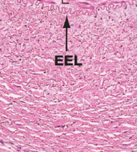 <p>Provide O2 and nutrients to the cells in the vessel wall; more frequent in larger vessels than in arteries</p>