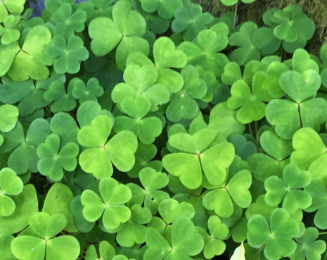 <p><em>Oxalis montana</em></p>