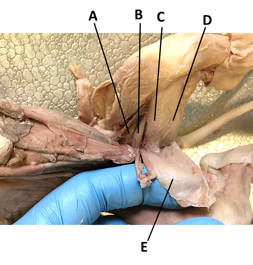 <p><span><span>Identify the muscle labeled by the letter C.</span></span></p>