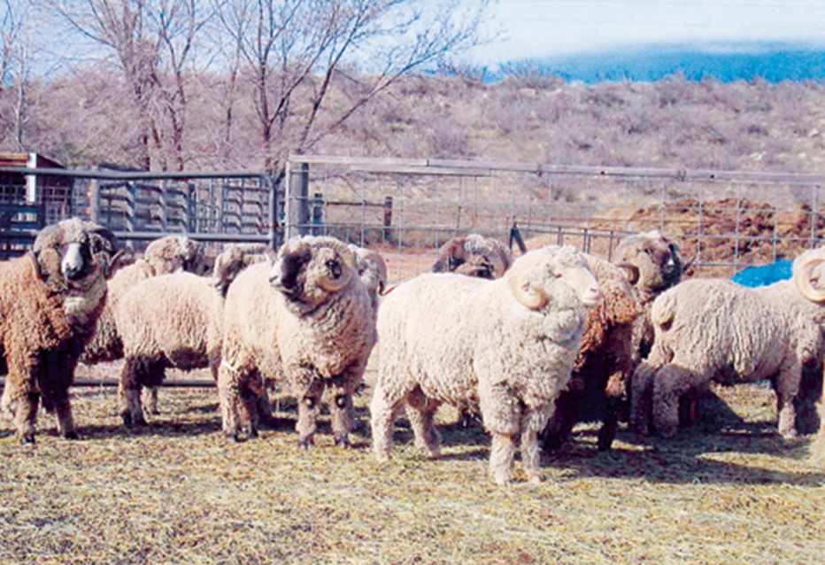 <p>what breed and type of wool</p>