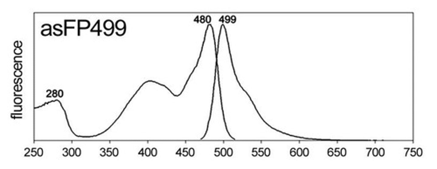 <p>Fluorescent protein with 499nm emission.</p>