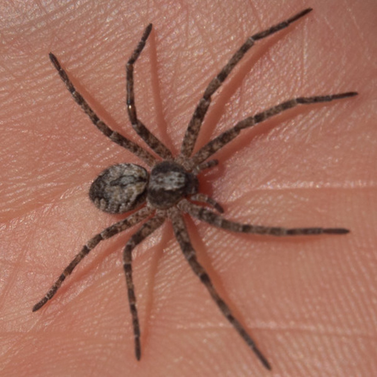 <p>Abdomen constricted at base</p><p>4 pairs of legs</p><p>Relatively large</p>