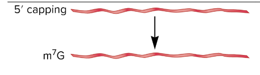 <ul><li><p>attachment of a 7-methylguanosine cap to 5’ end of mRNA</p></li><li><p>cap plays a role in splicing of introns, mRNA export from nucleus, mRNA binding to ribosome</p></li><li><p>occurs on eukaryotic mRNAs</p></li><li><p>RNA modification</p></li></ul><p></p>