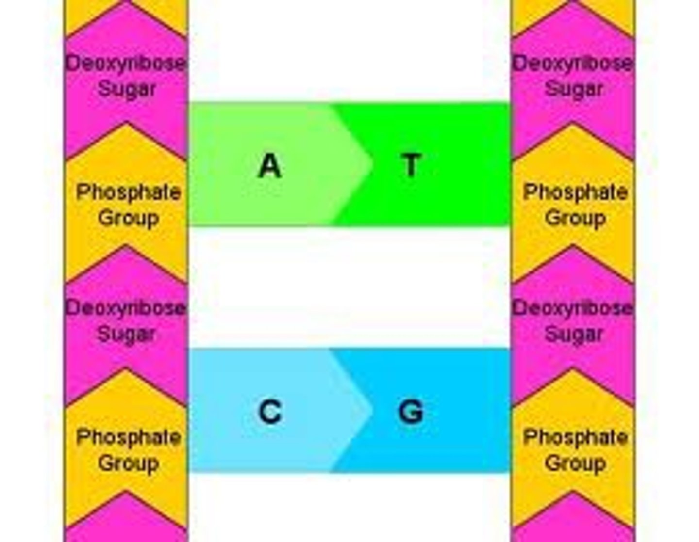 <p>Adenine always pairs with Thymine.<br>Cytosine always pairs with Guanine</p>