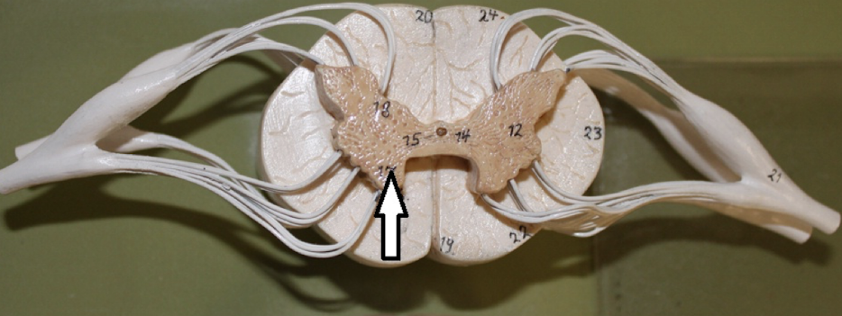 <p>identify this specific region</p>