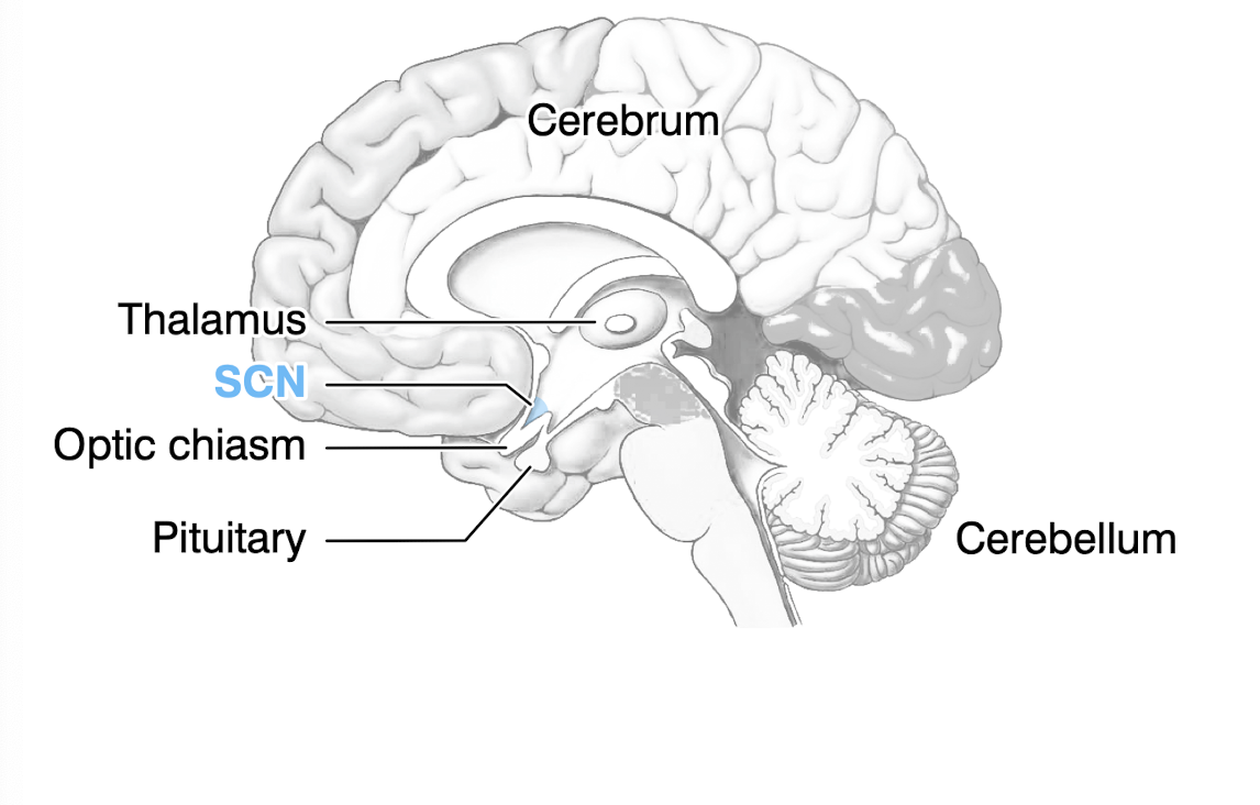 <p>S<span>uprachiasmatic nucleus (SCN) of hypothalamus</span></p>