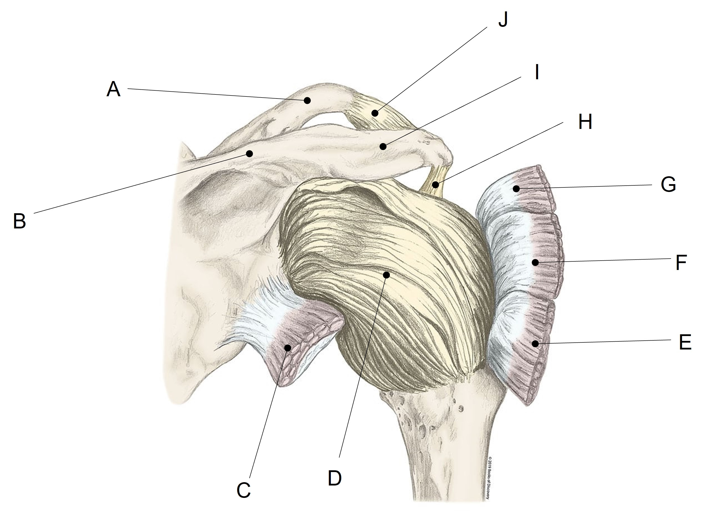<p>Match the appropriate term with the landmark or structure identified in the picture below. Answers are used once and there are incorrect choices.</p><p></p>