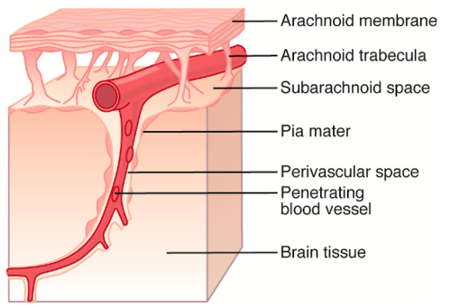 <p>perivascular space</p>