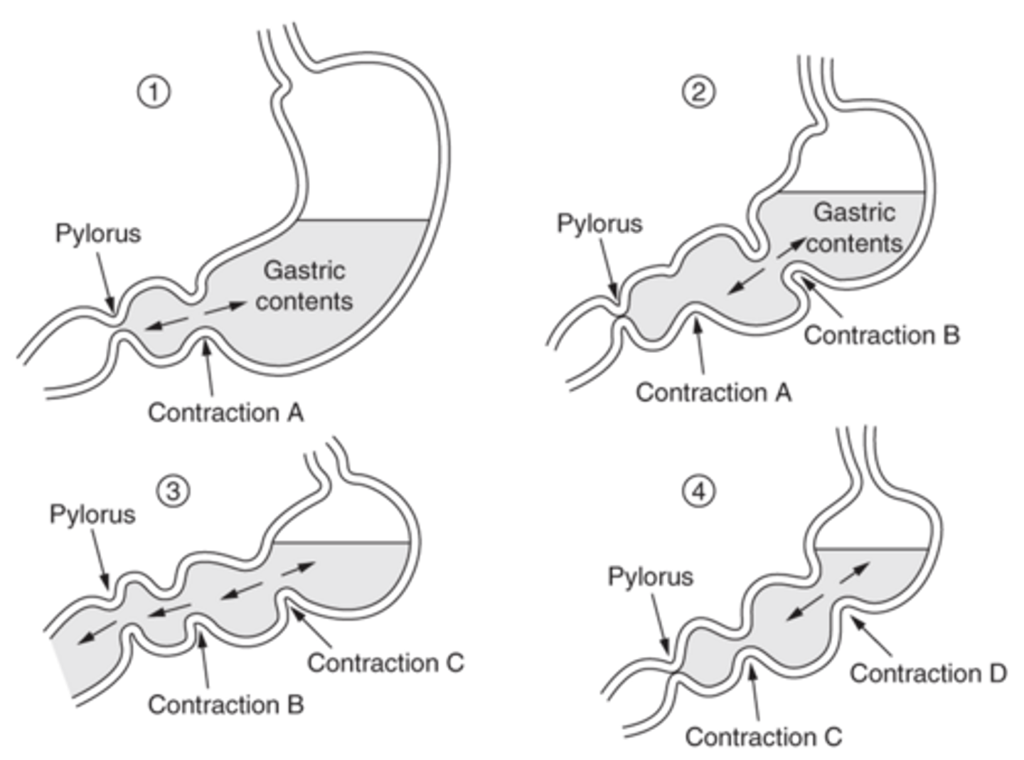 <p>-during the fed state, there will be circumferential contractions ("A") -> results in both anterograde and retrograde movement of material</p><p>-as contraction "A" lessens and contraction "B" starts, there will be mixing of material. Contraction B will now cause a transient opening of the pylorus and material smaller than 1 mm can now exit the stomach. Larger particles are propelled backwards.</p><p>-contractions "C" and "D" help to repeat the process, continuing to mix and grind the food bolus until the entire meal is emptied from the stomach</p>