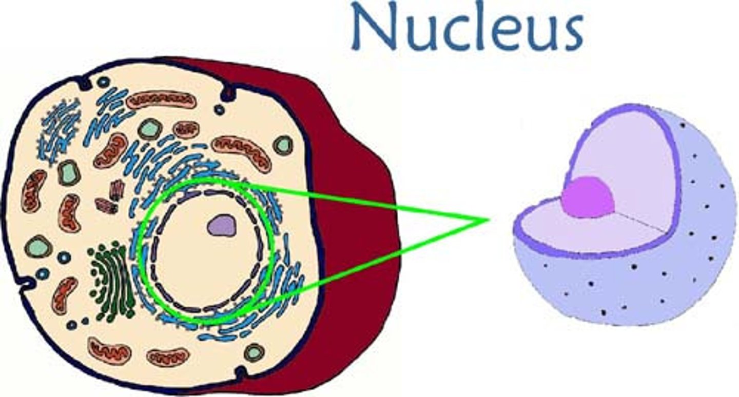 <p>Largest and most prominent organelle. Separated from plasma membrane by the nuclear envelope and contains DNA information to make cellular proteins.</p>