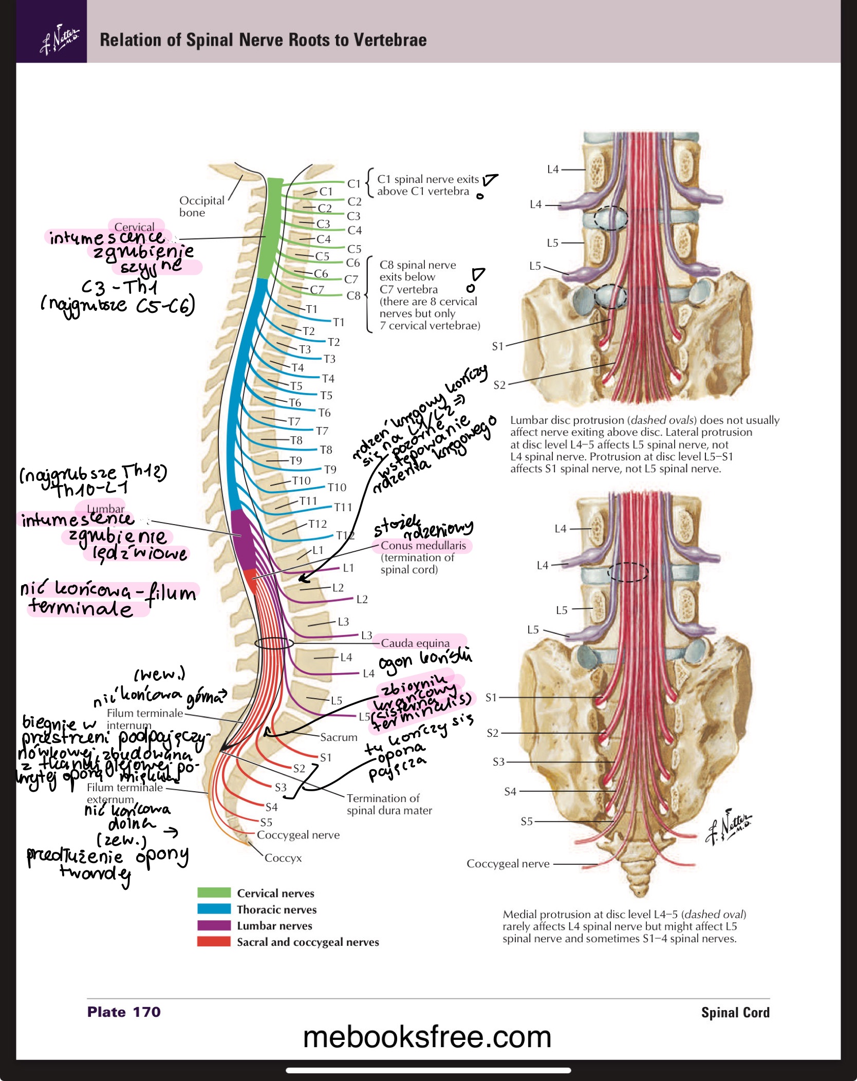 <ul><li><p>pierwszy segment rdzeniowy pomiędzy otworem wielkim a C1</p></li></ul>