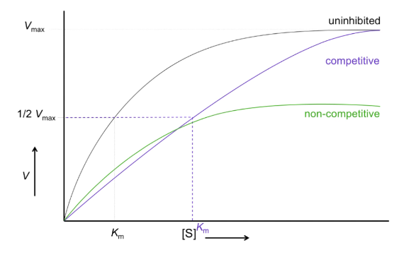<p>Curve shifts down</p><p>Km is constant</p><p>V max decreases</p>