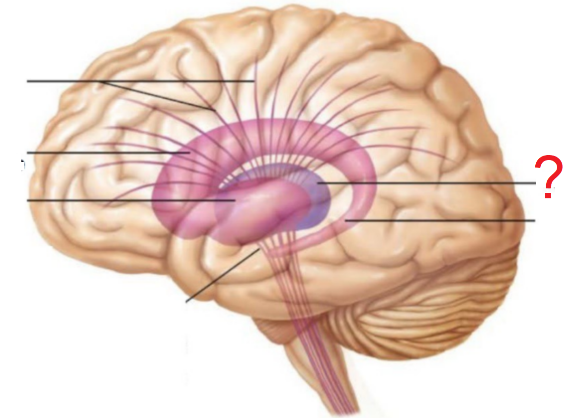 <p>a principalement une fonction de relais et d'intégration des afférences sensitives et sensorielles et des efférences motrices, ainsi que de régulation de la conscience, de la vigilance et du sommeil.</p>