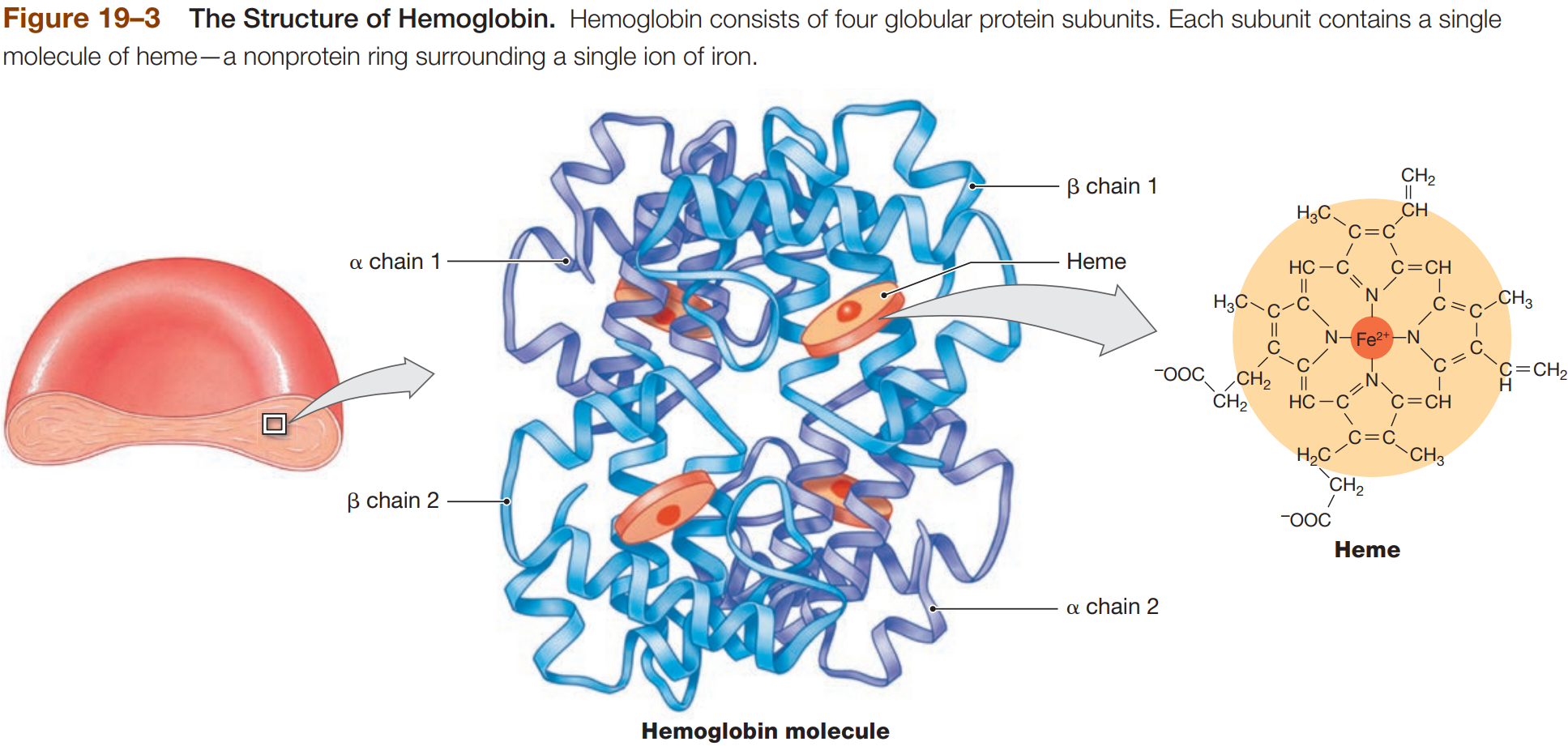 <ul><li><p>molecule with 4 globular protein subunits that <strong>transport respiratory gases</strong></p><ul><li><p>each subunit contain one molecule of <strong>heme</strong></p></li><li><p>each heme contains free Fe<sup>2+</sup> ion (contributes to red color) that binds O2</p></li><li><p>Hb + O<sub>2</sub> = HbO<sub>2</sub> (<strong>Oxyhenoglobin</strong>)</p></li><li><p>HbO<sub>2</sub> - O<sub>2</sub> = <strong>Deoxyhemoglobin</strong></p></li></ul></li><li><p>each subunit carries O<sub>2</sub></p></li></ul><p></p>