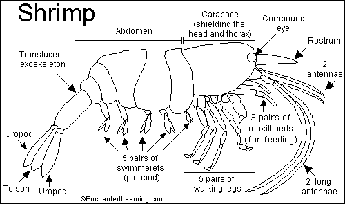 <p>anterior throaxic appendages </p>