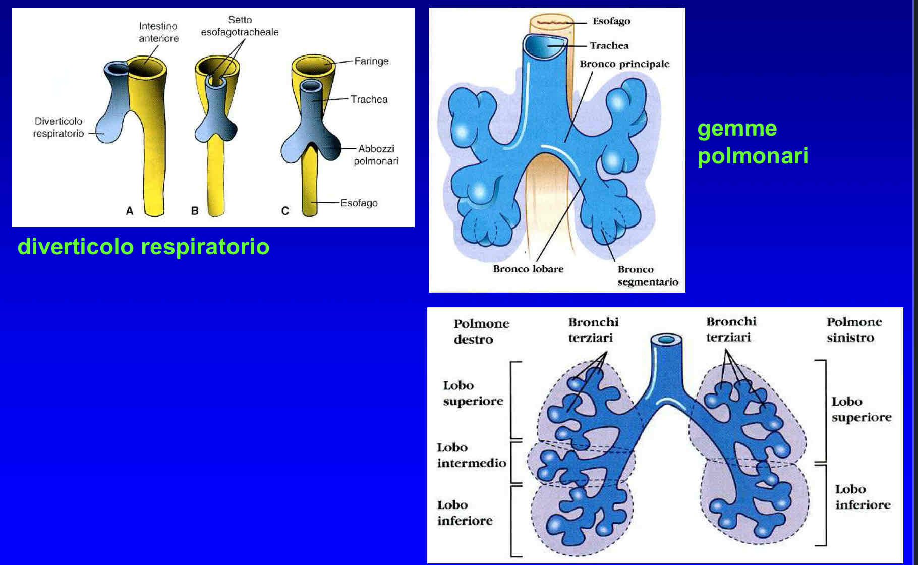 <p>Sotto l’epiglottide nell’intestino anteriore si forma la,doccia laringo tracheale (diverticolo respiratorio) che si allunga e biforca in due rami:</p><ul><li><p>quello di sinistra formerà due gemme polmonari (futuri lobi)</p></li><li><p>Quello di destra tre gemme polmonari.</p></li></ul>