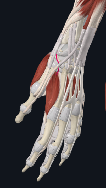 <p>What artery is this</p>
