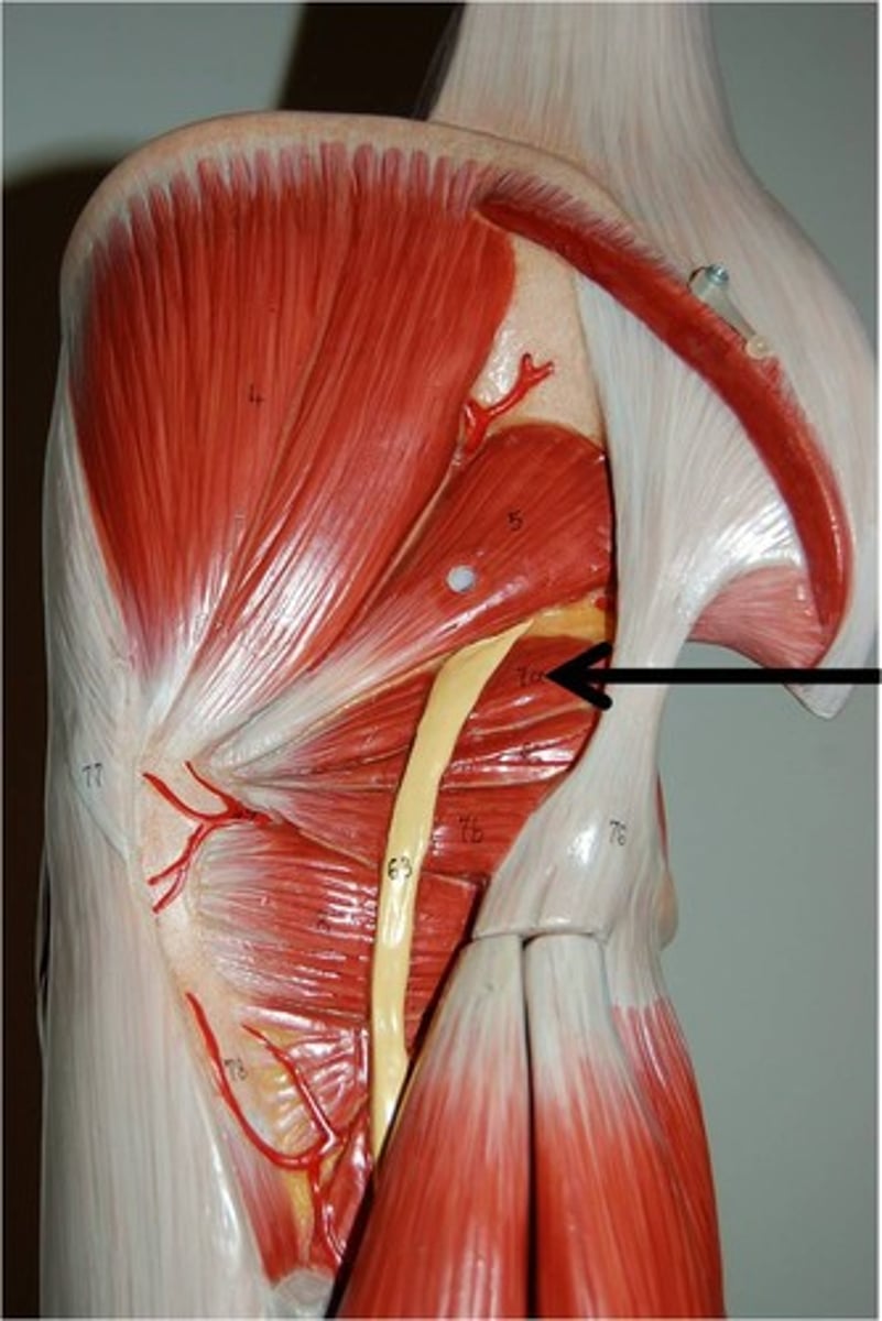 <p>gluteal compartment</p>