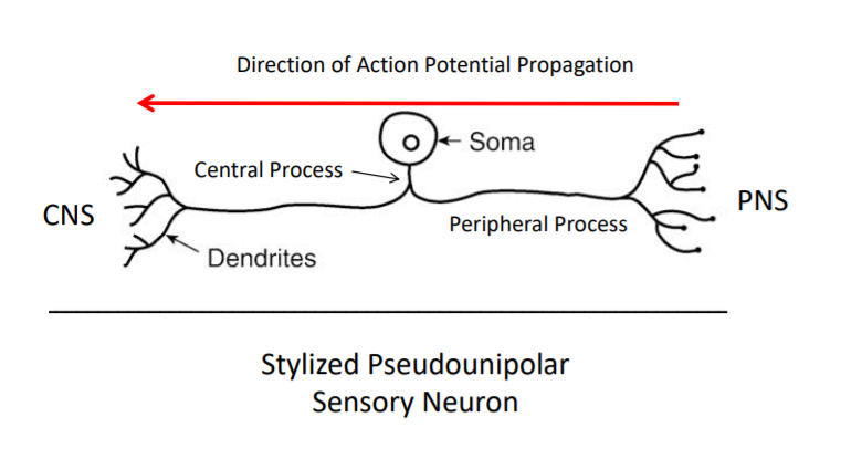 <p>can be classified as just unipolar</p><p>PNS</p><p>one short axon that splits into two processes</p><ul><li><p>central process</p><ul><li><p><span><span>The branch that extends from the cell body (soma) </span></span><strong>towards the CNS</strong><span><span>, carrying sensory signals from the peripheral process into the spinal cord/brain</span></span></p></li></ul></li><li><p>peripheral process</p><ul><li><p><span><span>The branch extending from the cell body</span><strong><span> out to the body's periphery (skin, muscles, organs)</span></strong><span> to detect sensory stimuli like touch, pain, and temperature</span></span></p></li></ul></li></ul><p></p>