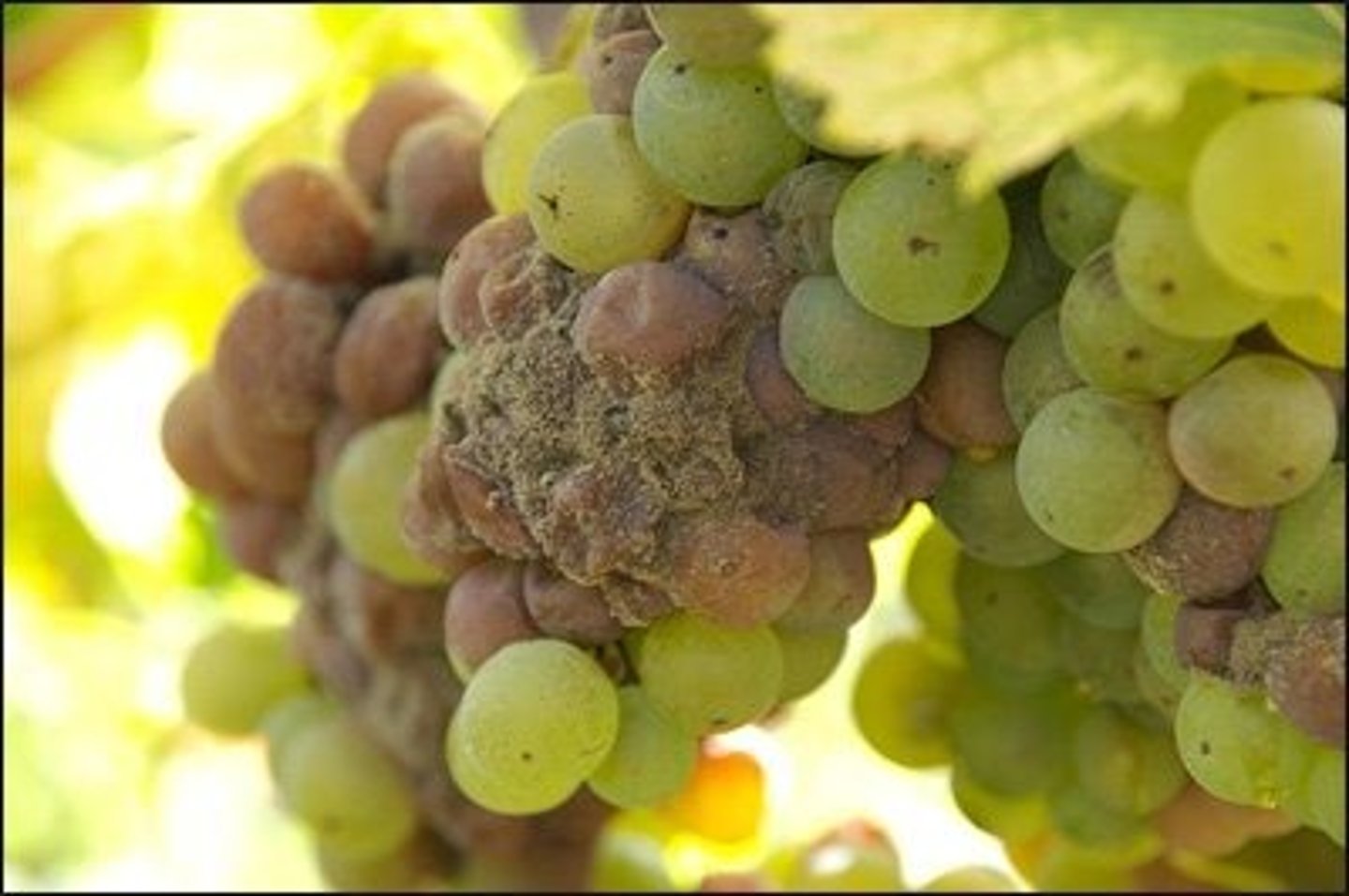 <p>Grijsrot / Grauwe schimmel</p>