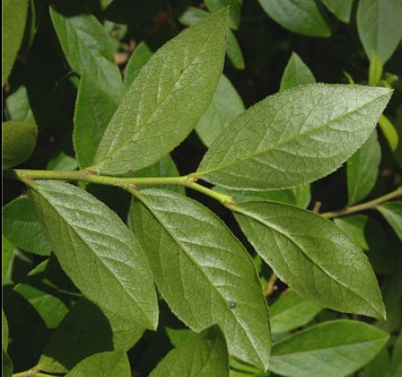 <p><em>Vaccinium angustifolium</em></p>