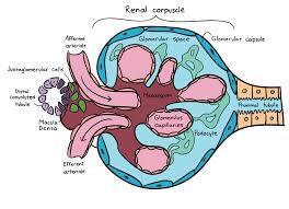<p>a capsule-shaped membranous structure surrounding the glomerulus of each nephron in the kidneys of mammals that extracts wastes, excess salts, and water from the blood</p>