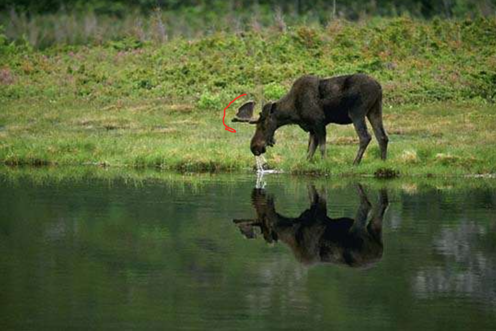 <p>moose</p>