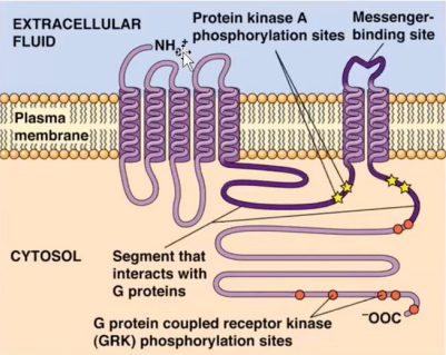 <p>The loop itself creates the messenger-binding site for a particular messenger or chemical or ligand</p>