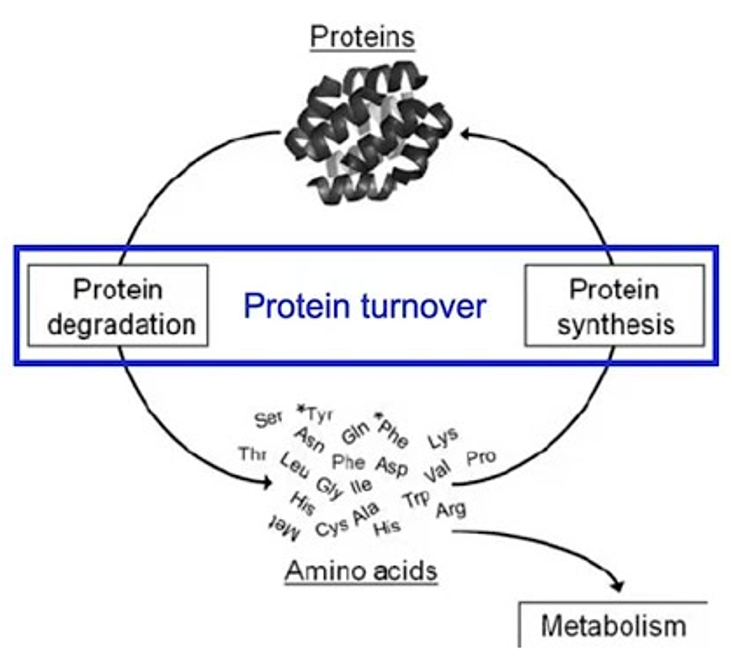 <p>Replacement of older cells as theyre broken down within the cell </p><p></p><p><span>•Is equal to <u>protein degradation</u>.</span></p><p><span>•Many cellular proteins are constantly degraded and resynthesized.</span></p><p><span>ØThe total amount of proteins in the body remains constant (Rate of protein synthesis is constant).</span></p><p><span>•Many rapidly degraded proteins function as regulatory molecules, such as transcription factors.</span></p><p></p>